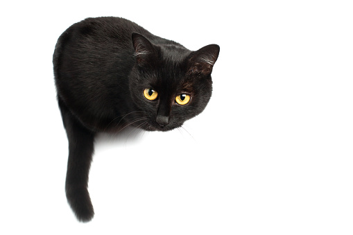 Black Cat sitting and looking up at the camera isolated on white