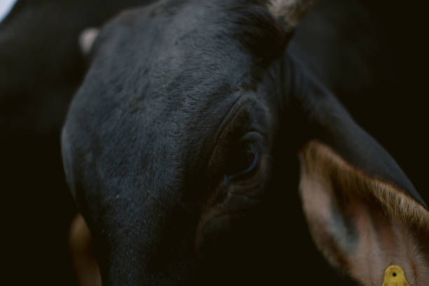 istock Close up of cows eyes in a farm eating grass hay 1170764607
