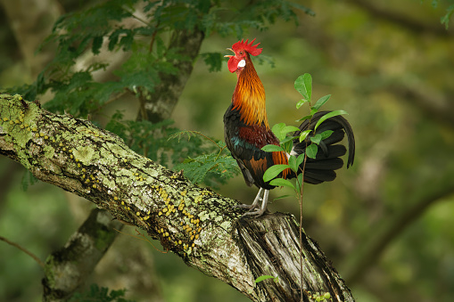 Red Junglefowl - Gallus gallus  tropical bird in the family Phasianidae. It is the primary progenitor of the domestic chicken (Gallus gallus domesticus). Portrait.