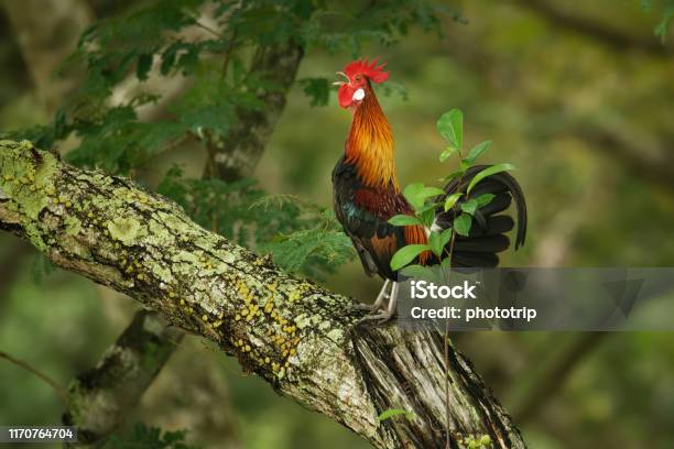Red Junglefowl Gallus Gallus Tropical Bird In The Family Phasianidae It Is The Primary Progenitor Of The Domestic Chicken Portrait Stock Photo - Download Image Now