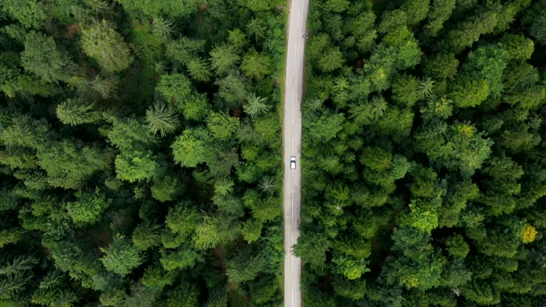 Road trip through a forest