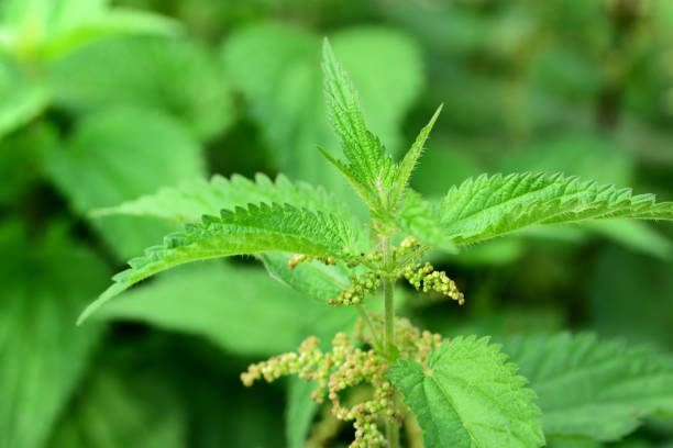 primo primo up di un ortica verde in un campo di ortiche pungenti in estate - stinging nettle foto e immagini stock