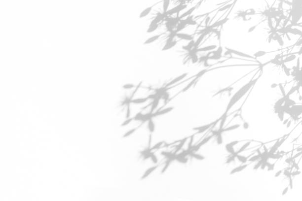 Gray shadows of delicate flowers on a white wall