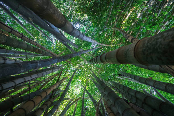 istock The infinity green of a bamboo forest. 1170768680