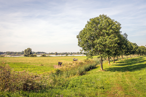 At the floodplains of the Dutch river Waal near the village of Herwijnen, province of Gelderland. To the right in the image is the slope of the river embankment. It is a sunny summer day.