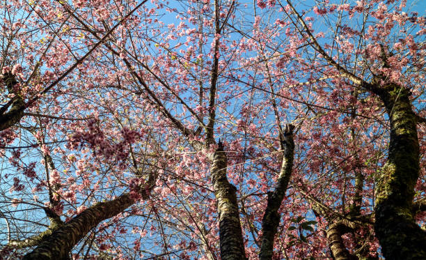 Cherry blossom in Monte Verde, Minas Gerais State Brazil. Cherry blossom in Monte Verde, Minas Gerais State Brazil. It is a flower of Asian origin, known as "Sakura", the national flower of Japan, which are documented more than 300 varieties of cherry trees. cherry blosson tree stock pictures, royalty-free photos & images