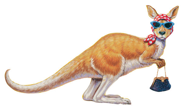 ilustraciones, imágenes clip art, dibujos animados e iconos de stock de canguro - kangaroo animal humor fun