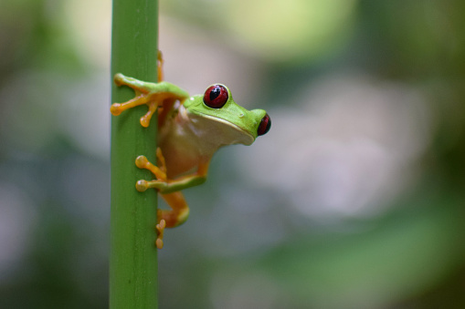 Red Eyed Tree Frog\n\nPlease view my portfolio for other Wildlife Photos
