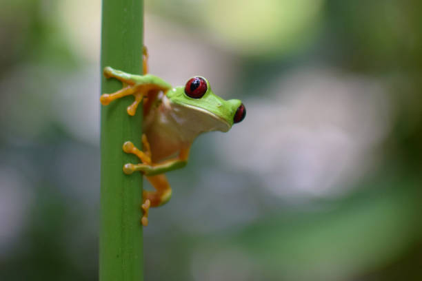 красноглазая древоя лягушка - camouflage animal frog tree frog стоковые фото и изображения