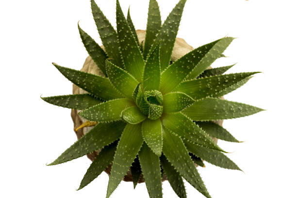 istock Cactus houseplant planted in ceramic pot top view. Background in white. 1170769614
