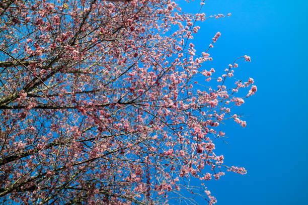 Cherry blossom in Monte Verde, Minas Gerais State Brazil. Cherry blossom in Monte Verde, Minas Gerais State Brazil. It is a flower of Asian origin, known as "Sakura", the national flower of Japan, which are documented more than 300 varieties of cherry trees. cherry blosson tree stock pictures, royalty-free photos & images