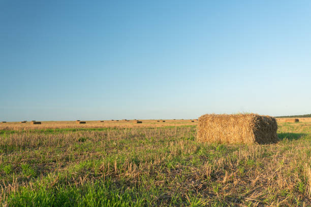 harvested rye field - flute solo imagens e fotografias de stock