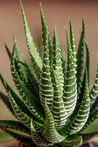 istock Cactus houseplant planted in ceramic pot 1170770562