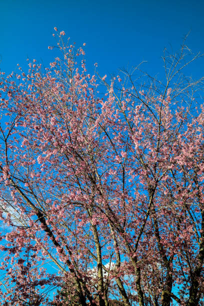 Cherry blossom in Monte Verde, Minas Gerais State Brazil. Cherry blossom in Monte Verde, Minas Gerais State Brazil. It is a flower of Asian origin, known as "Sakura", the national flower of Japan, which are documented more than 300 varieties of cherry trees. cherry blosson tree stock pictures, royalty-free photos & images