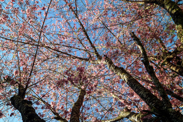 Cherry blossom in Monte Verde, Minas Gerais State Brazil. Cherry blossom in Monte Verde, Minas Gerais State Brazil. It is a flower of Asian origin, known as "Sakura", the national flower of Japan, which are documented more than 300 varieties of cherry trees. cherry blosson tree stock pictures, royalty-free photos & images