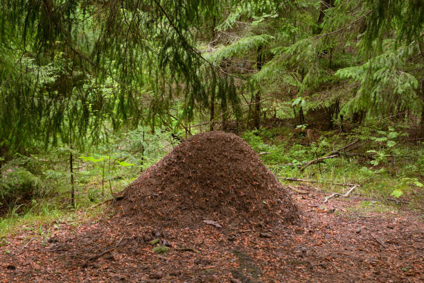 istock Big ant hill in the summer forest. 1170775578