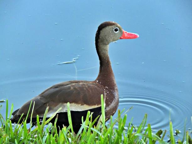 istock Black-bellied Whistling Duck (Dendrocygna autumnalis) at water's edge 1170775712