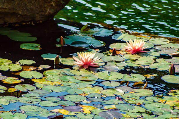 fleurs de lis rose fleurissur l'eau. - single flower flower water lily water plant photos et images de collection