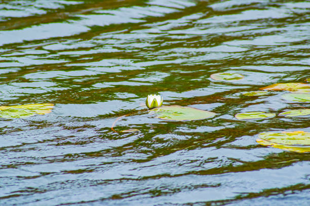 Blooming white lily flowers on the water. Water plants. Background image.