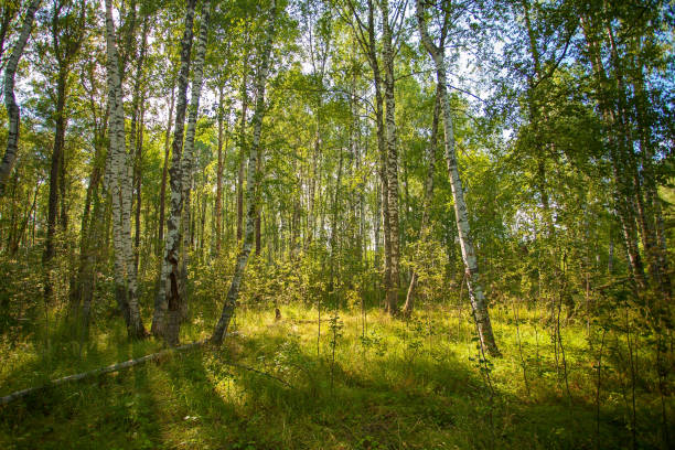 istock autumn beautiful panoramic rural landscape 1170777227