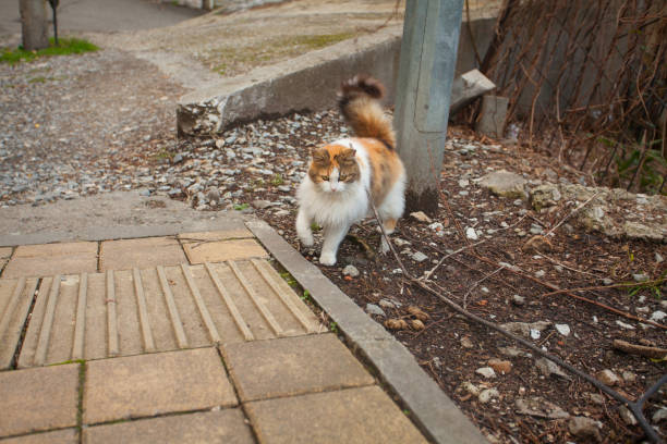 istock little beautiful cat on blurred background 1170778246