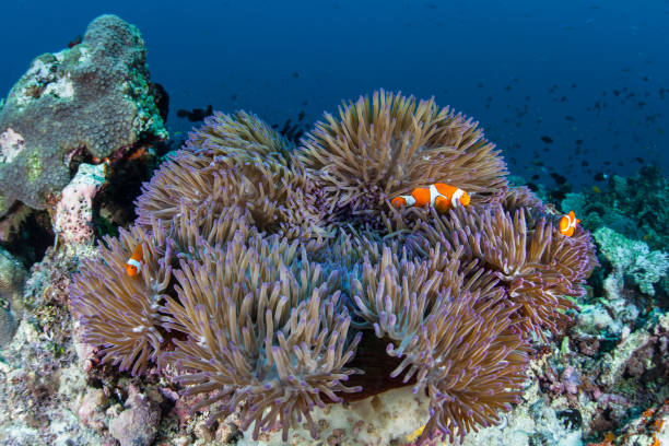 istock Clownfish and Anemone in Solomon Islands 1170779858