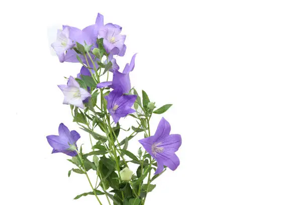 Photo of balloon flower in a white background