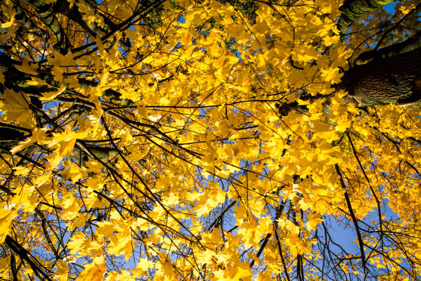 istock the tops and crown of trees 1170784369