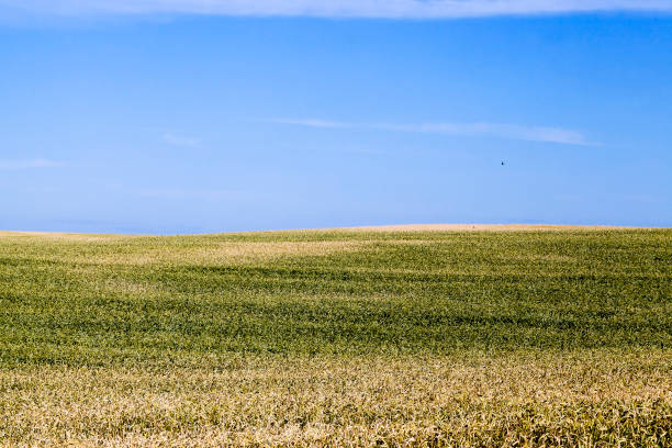 istock agricultural field with yellowed wheat 1170784460
