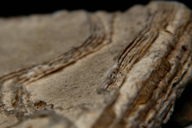 istock Macro shot old vintage book papers edge shape and texture 1170785413