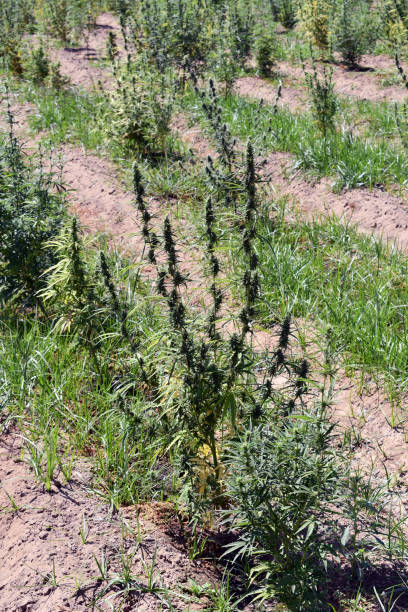 istock Sunny day on the industrial hemp field 1170785527