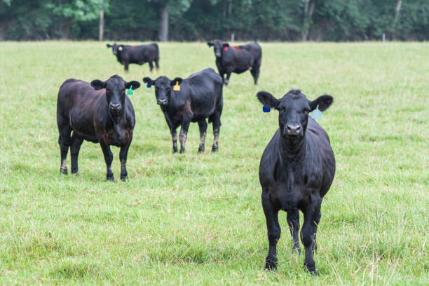 istock Angus heifers in a pasture 1170788487