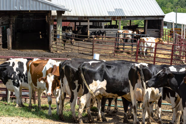 istock Dairy cattle loafing after milking 1170788529