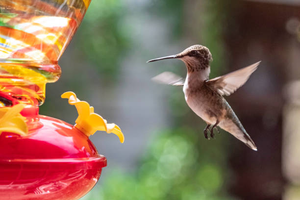 istock Hummingbird near feeder 1170788557