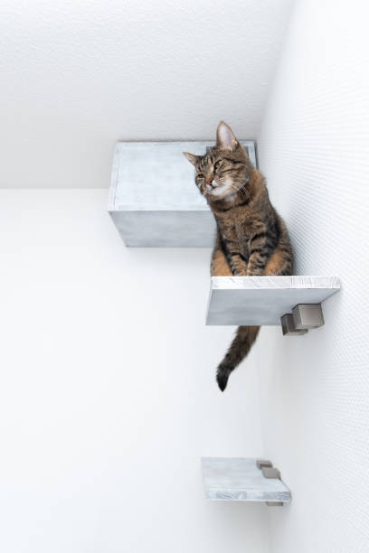 istock Cat furniture 1170788646