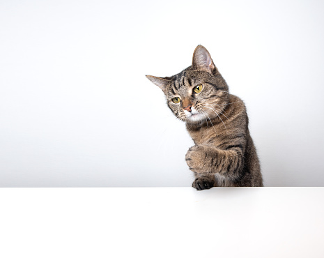Studio shot of a tabby domestic shorthair cat isolated on white background banner with copy space begging for treats stretching out paw reaching for food
