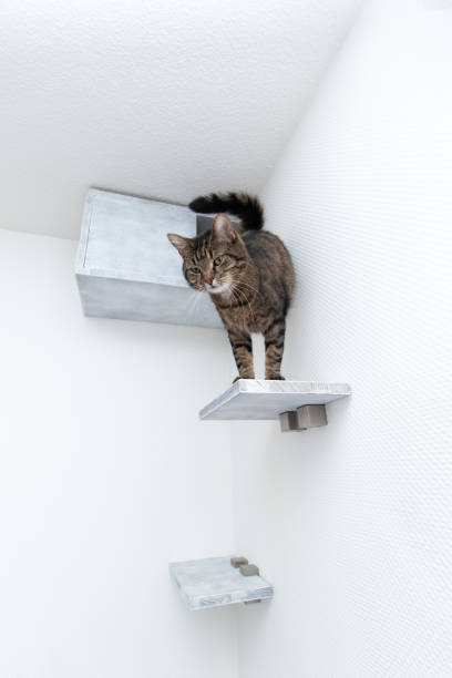 istock Cat furniture 1170788697