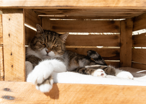 tabby white british shorthair cat relaxing in wooden fruit crate box outdoors on a hot and sunny summer day with paws crossed looking at camera sleepily