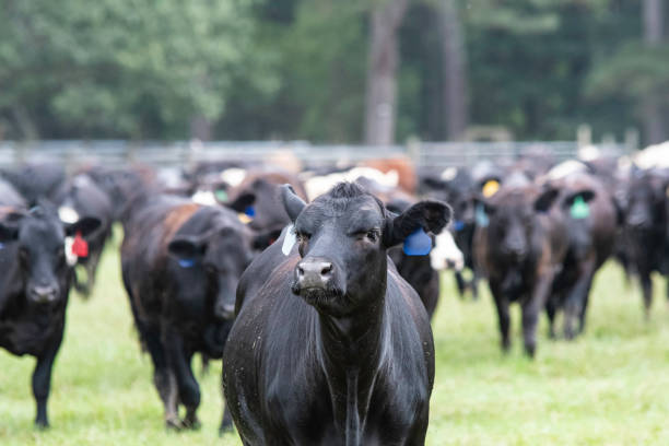 istock Young heifer in focus with herd behind her out of focus 1170788743