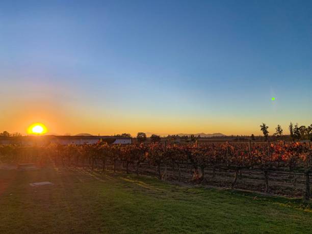 istock Photos of winery with Mountain 1170790824