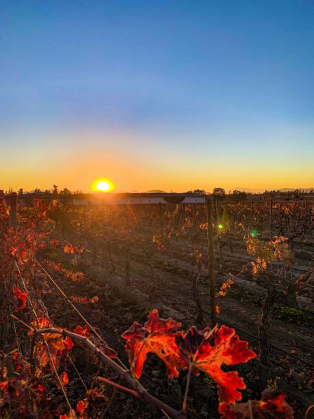 istock Photos of winery with Mountain 1170790829