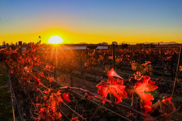istock Photos of winery with Mountain 1170790873