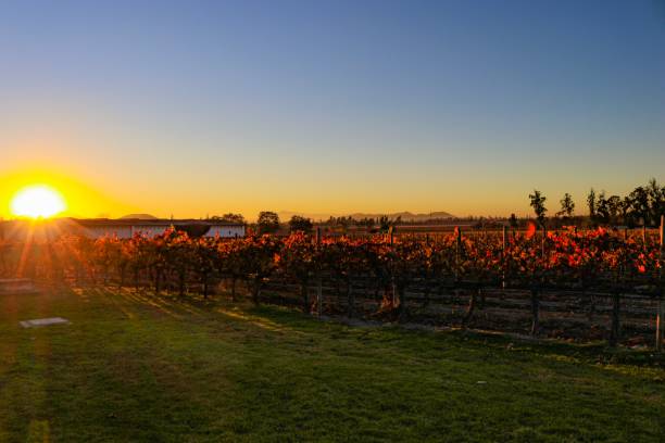 istock Photos of winery with Mountain 1170790879