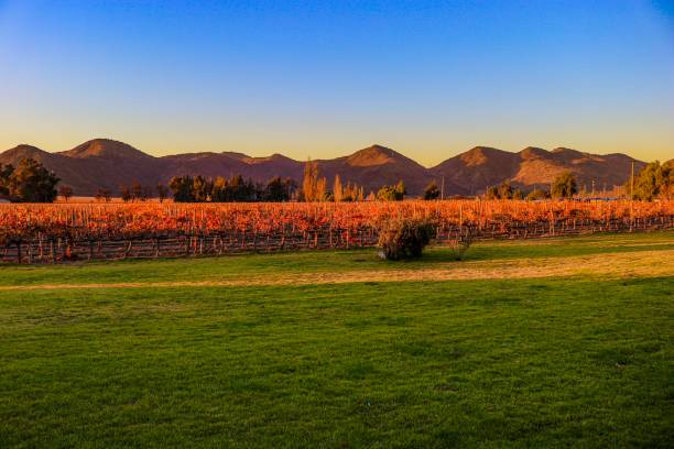 fotos de bodega con montaña - fotos de viñedos chilenos fotografías e imágenes de stock