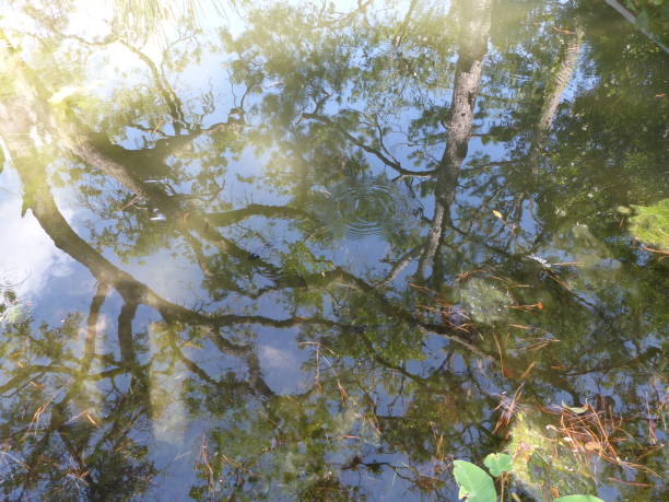 istock Trees reflected in a pond on a sunny day 1170790987