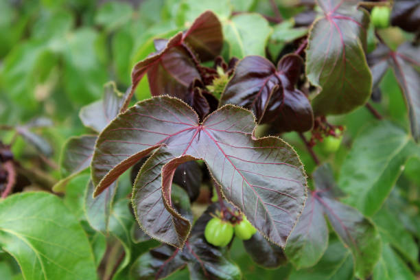 istock The Wild vine leaves close up. 1170791037