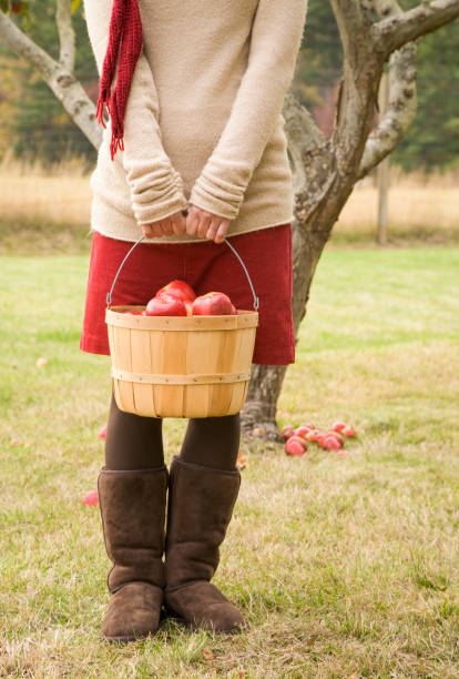 giovane donna che tiene il cesto cespuglioso di mele nel frutteto. indossa maglione casual per mode autunnali, gonna in velluto a coste e stivali in suede. persone all'aperto nel paese che godono di stili di vita sani e natura nella stagione autunnale. - bushel foto e immagini stock