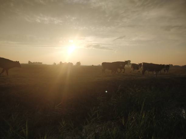 istock Few cows on relaxed on pasture during sunrise 1170793843