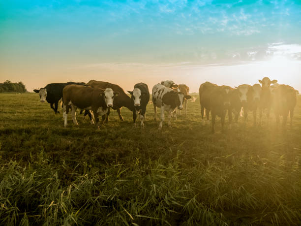 istock Few cows on relaxed on pasture during sunrise 1170793845