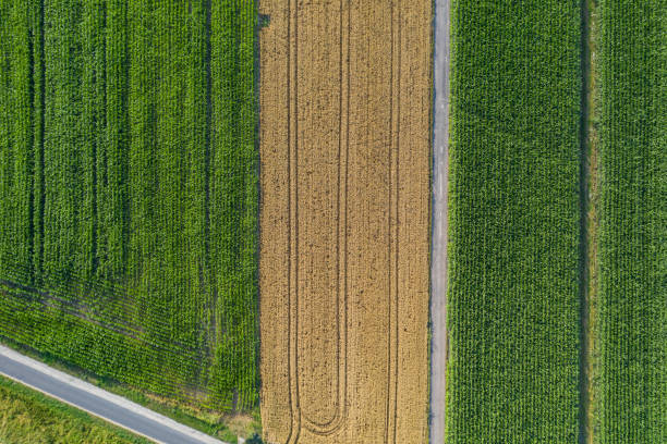 istock Aerial view of wheat and corn fields 1170793966